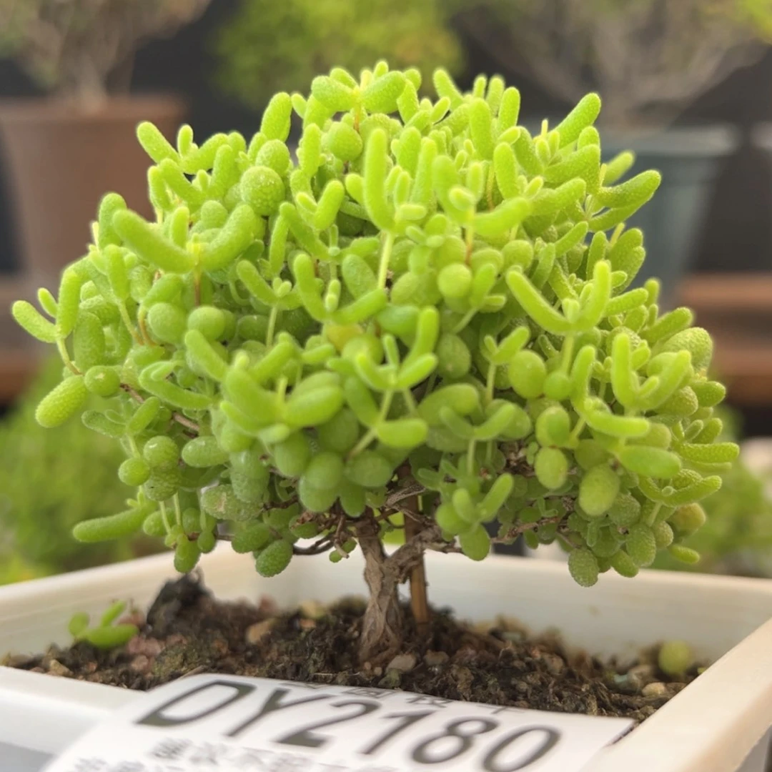 【闪购商品】dy2180蜜橘糖球冠幅7cm