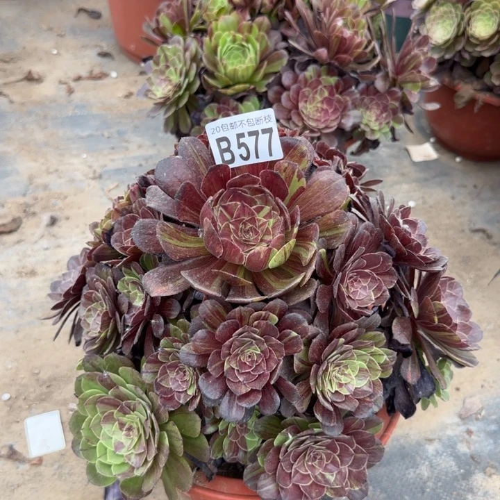 花月夜……多肉植物……