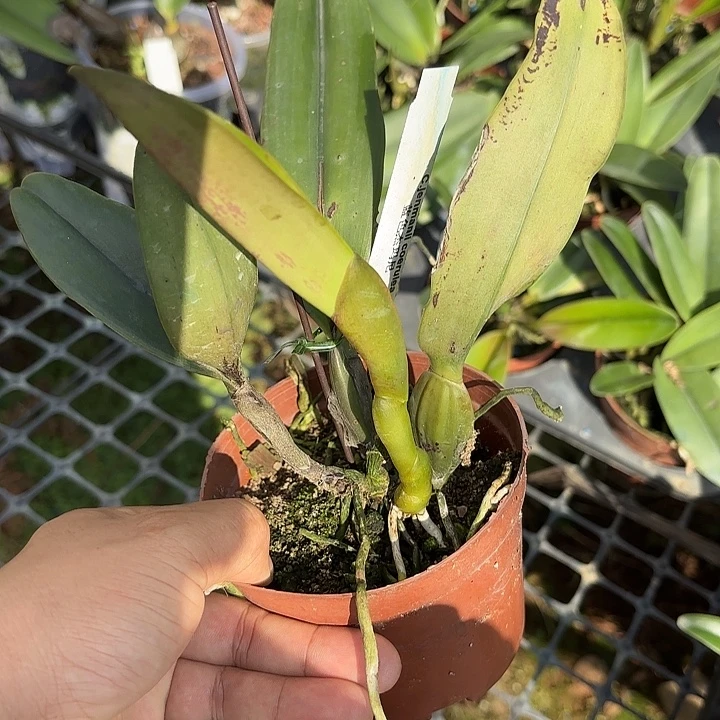 完全开放蓝色杰马尼