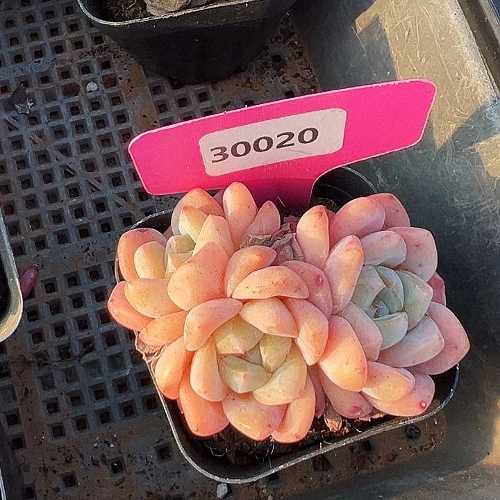 糖心。     30020号。