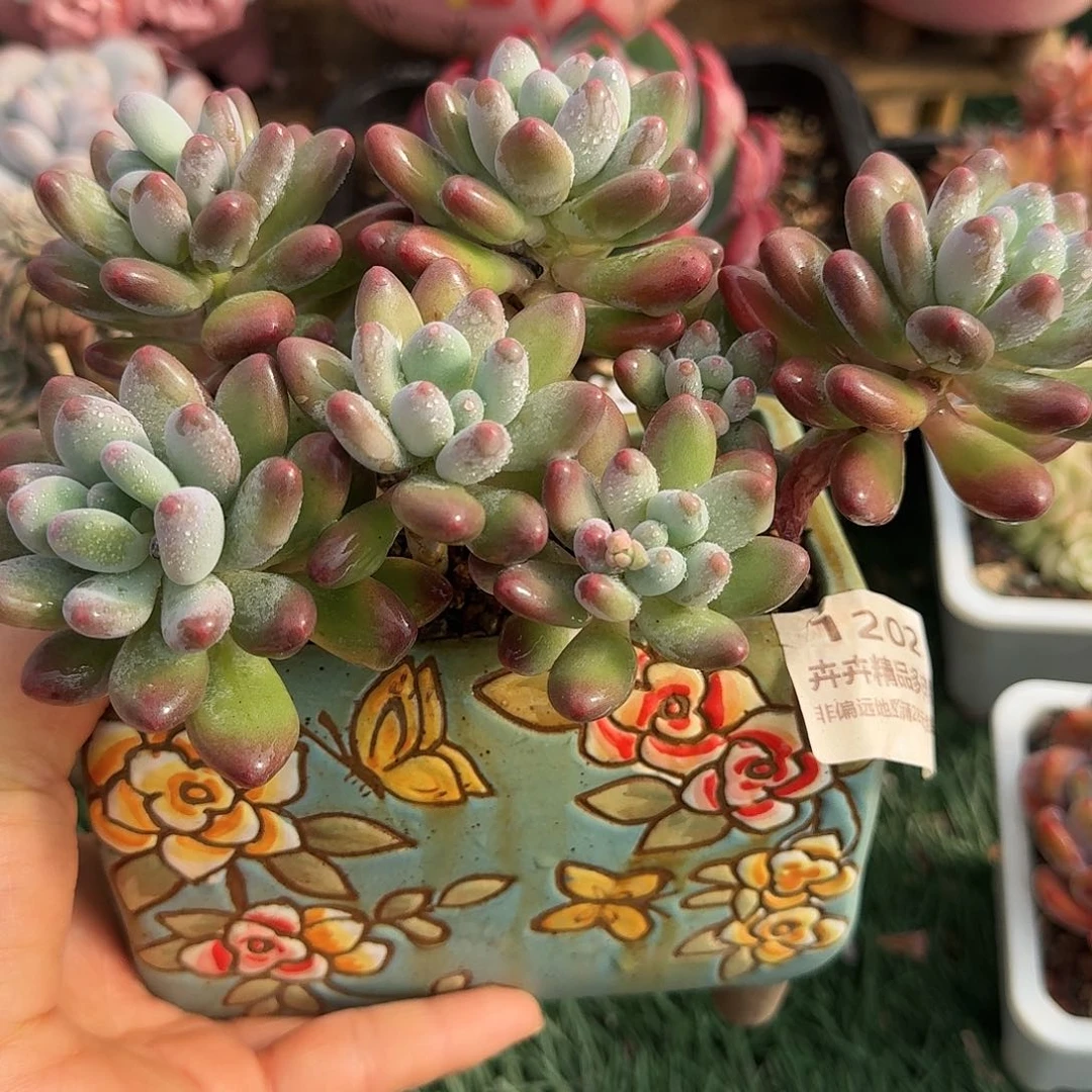 1202一物一拍（满28包邮）