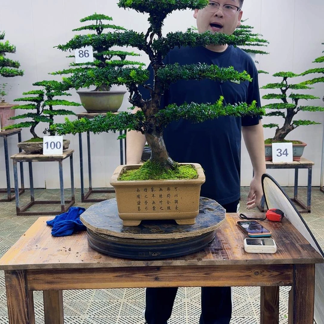 无花朵珍珠红芽罗汉松造型盆景
