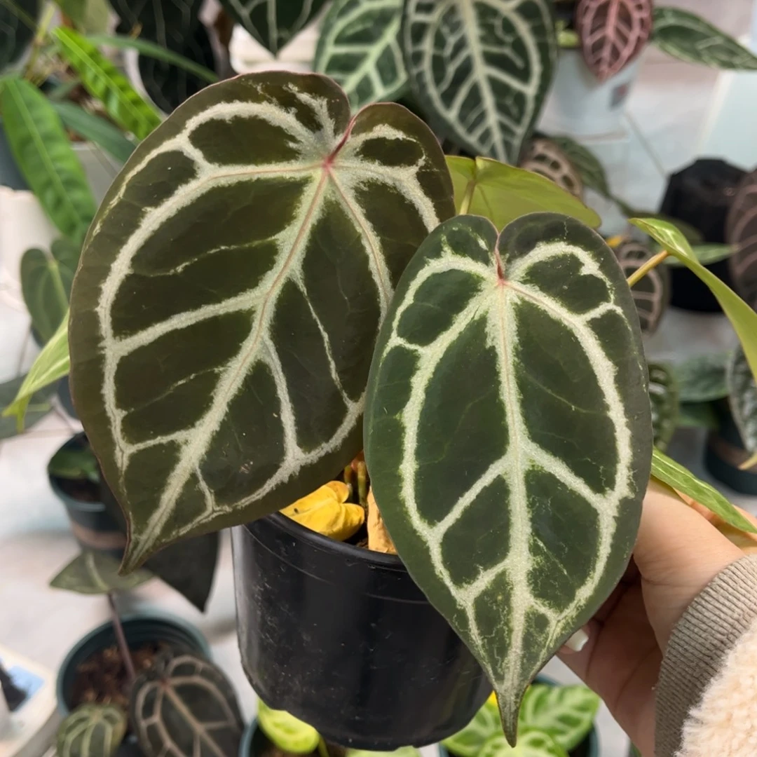 不开花植物红水晶杂44