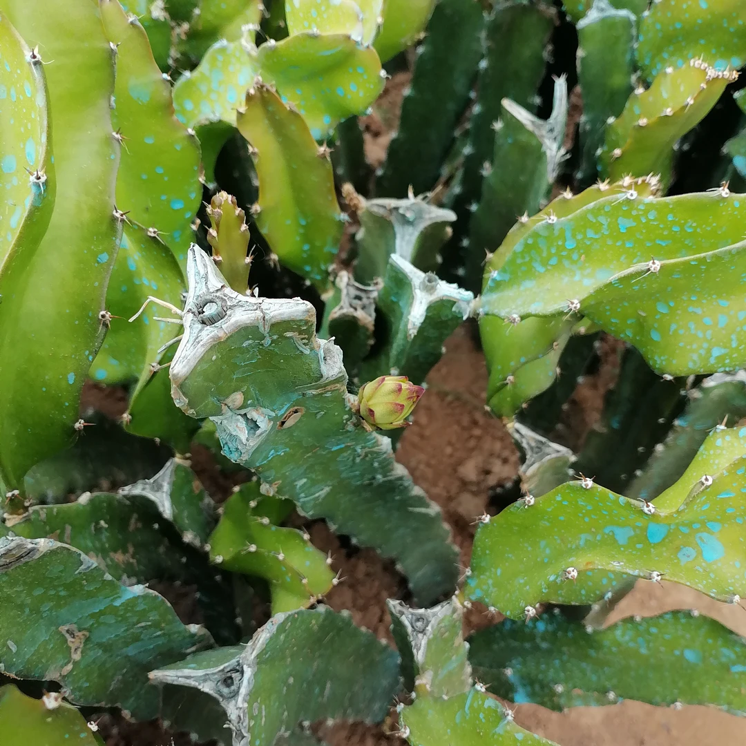 阳光果园:台湾大红火龙果南北方种植高产