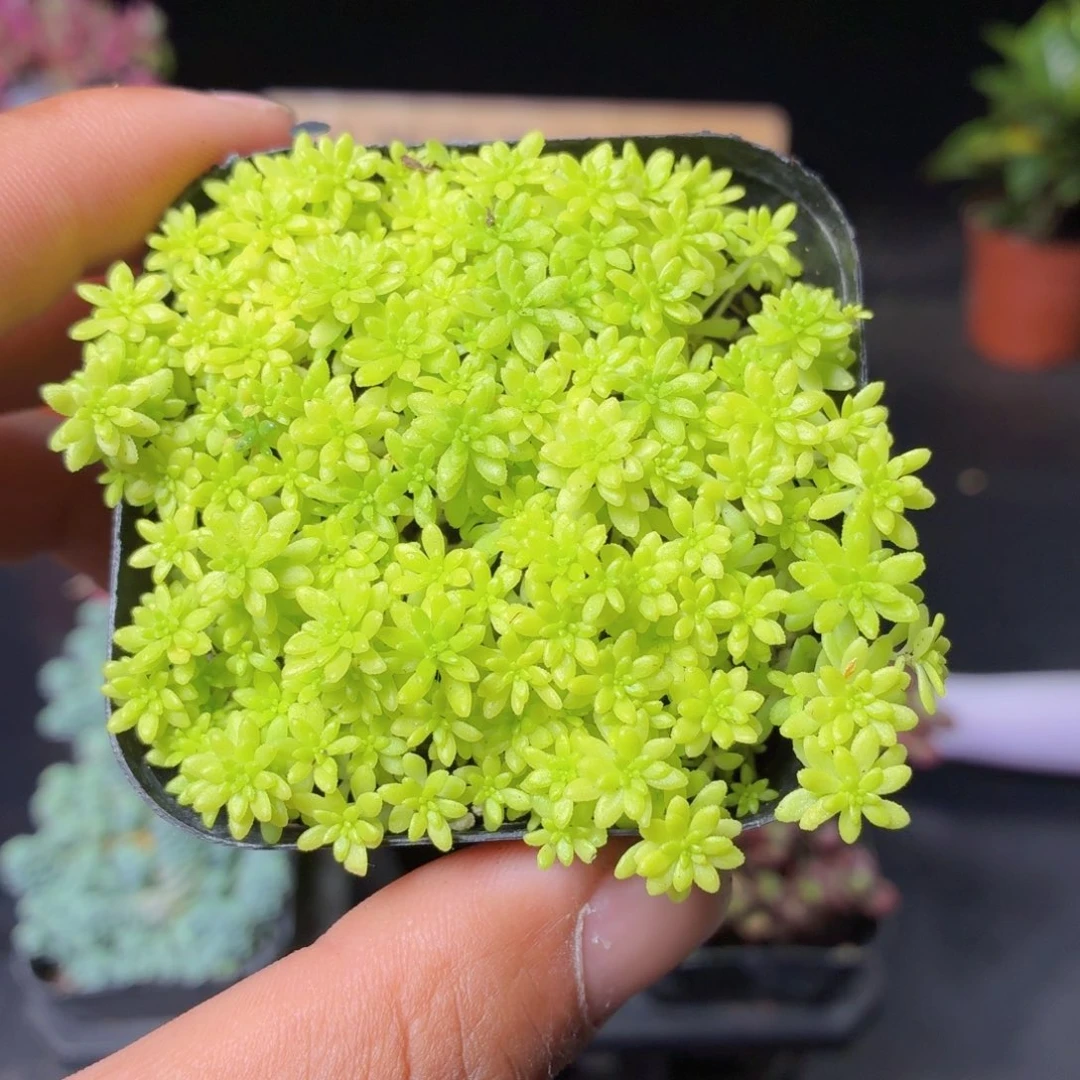 黄金草9.9包邮发货