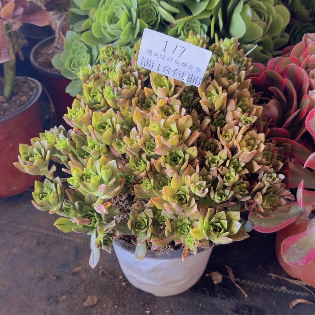 117号。 甜茶中班。    冠服 28