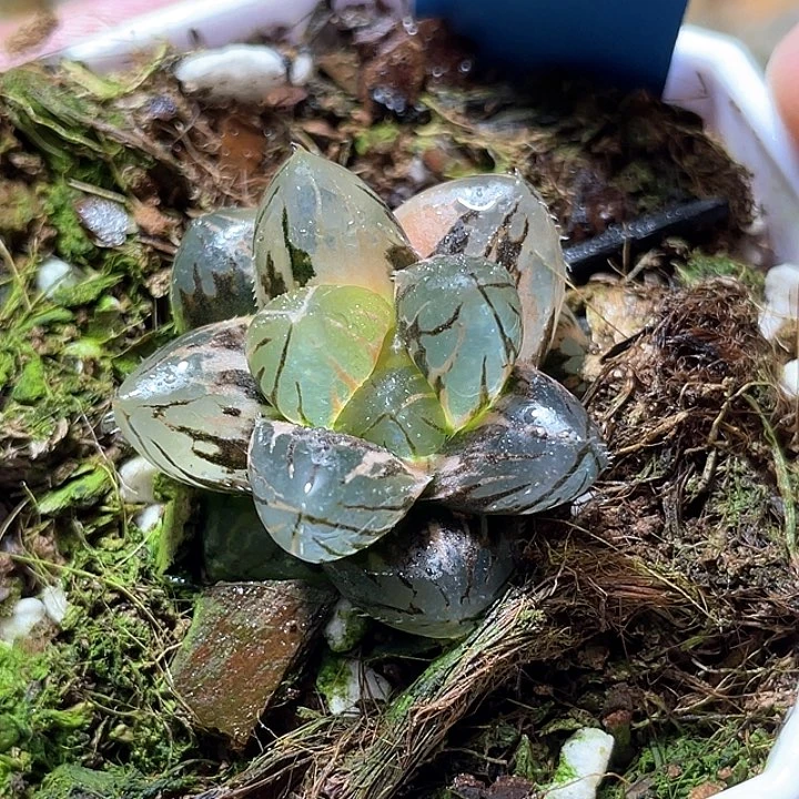 547Om玉露錦特選福利