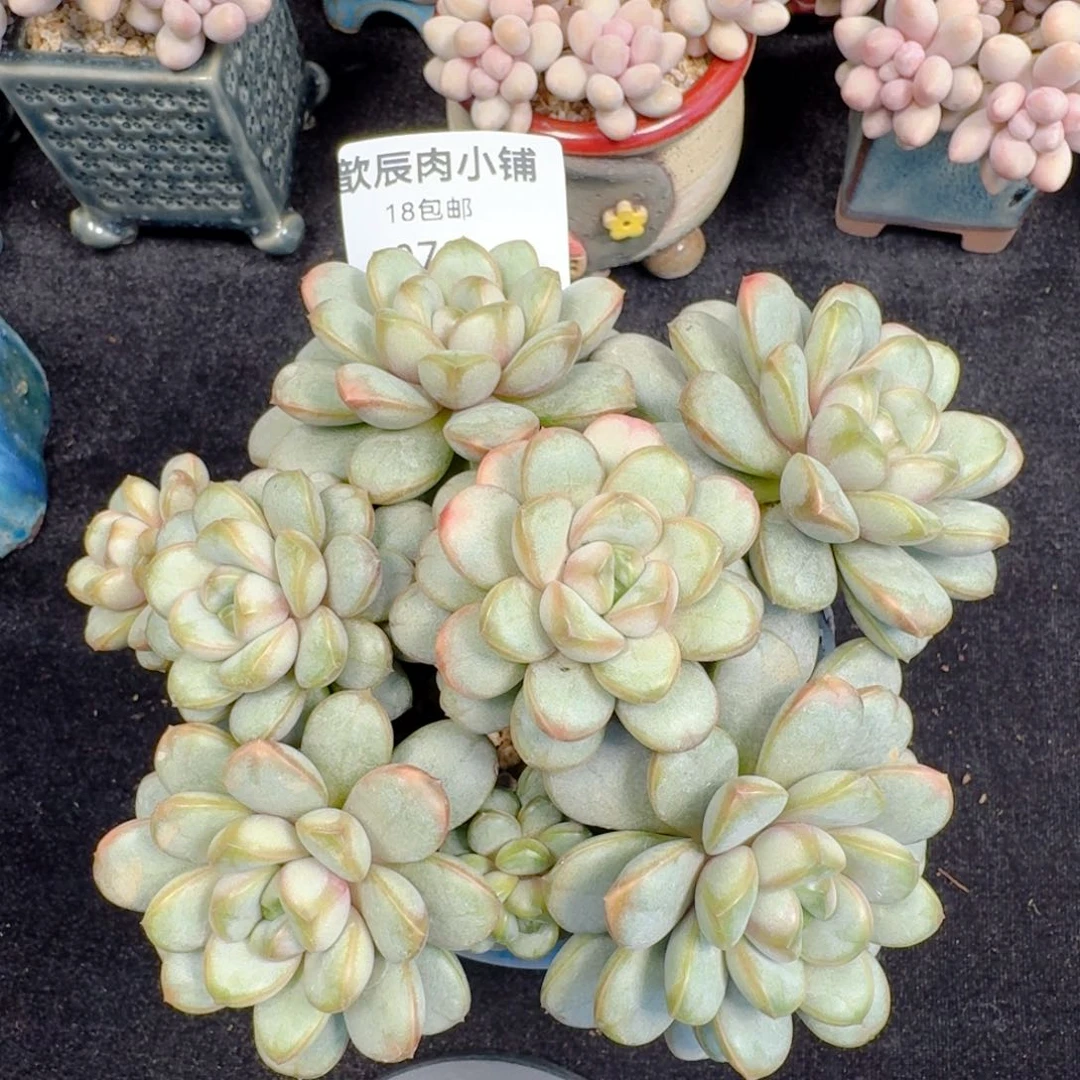 多肉植物  078  葡萄群