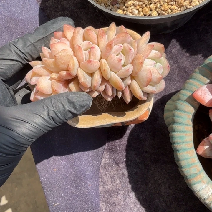 瑞****?10厘米左右一物一拍的