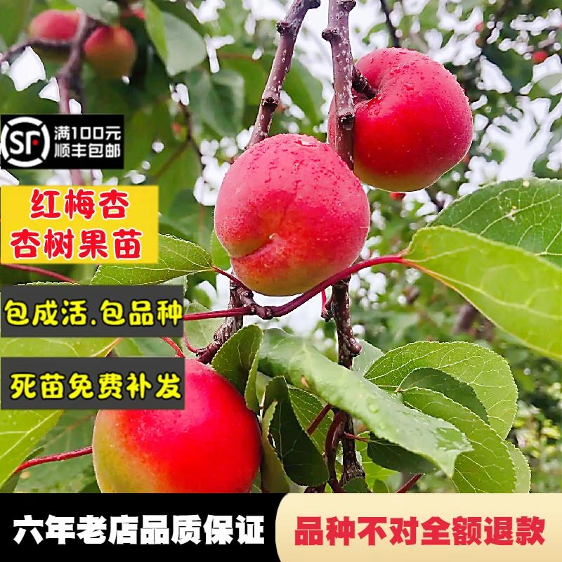 红梅杏树苗嫁接酸甜杏子苗盆栽南北方庭院地栽大果树果苗当年结果
