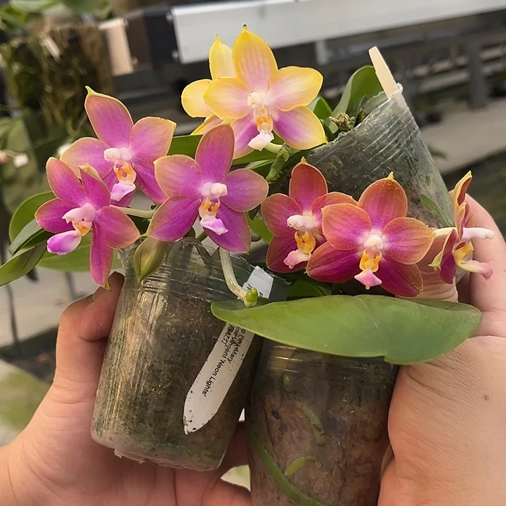 完全开放2.5寸册洋洋粉玛丽交霓虹灯三选一