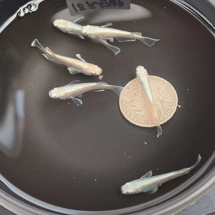 青鳉鱼短天6条79号