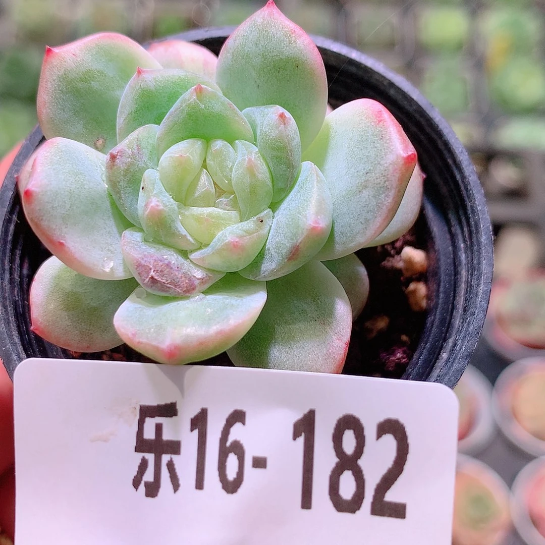 乐然16-182 珍妮新品