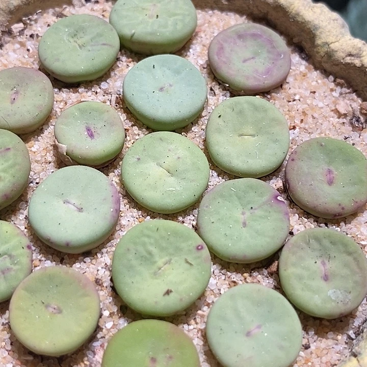 大型小红嘴一颗