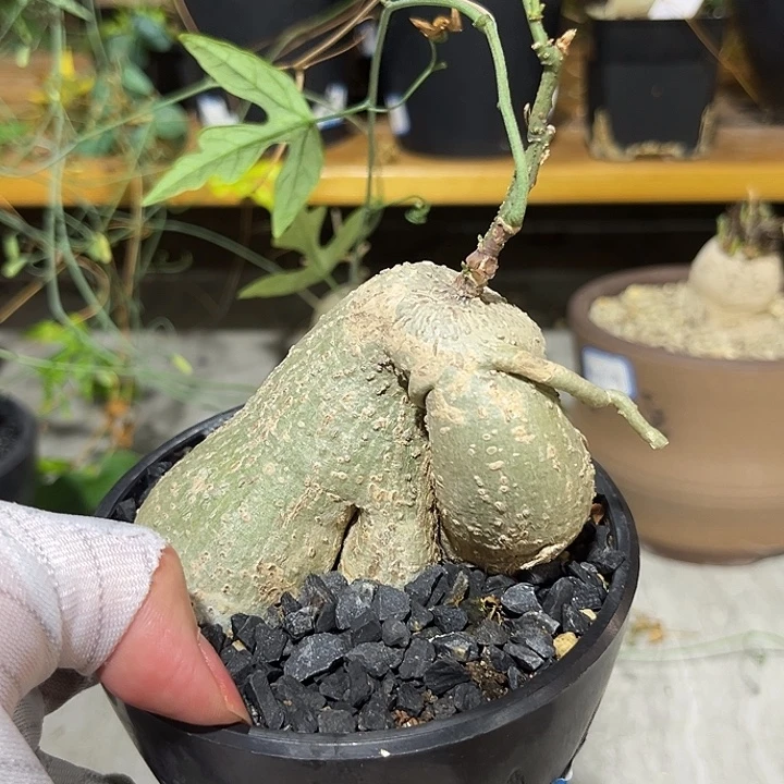用***4潮流植物彩叶西番莲