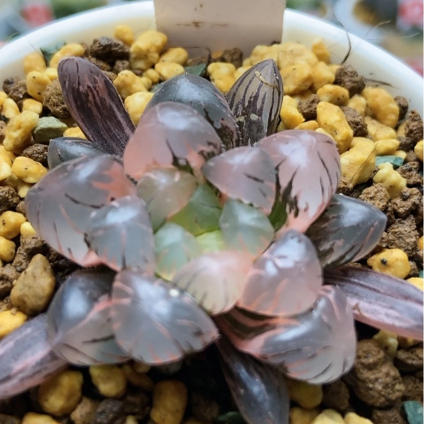 【闪购商品】冰灯锦91