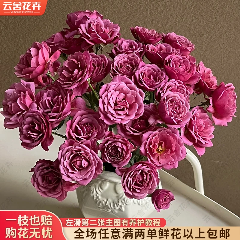 【云舍花卉】【葵】多头玫瑰 全场任意满两单及以上鲜花包邮