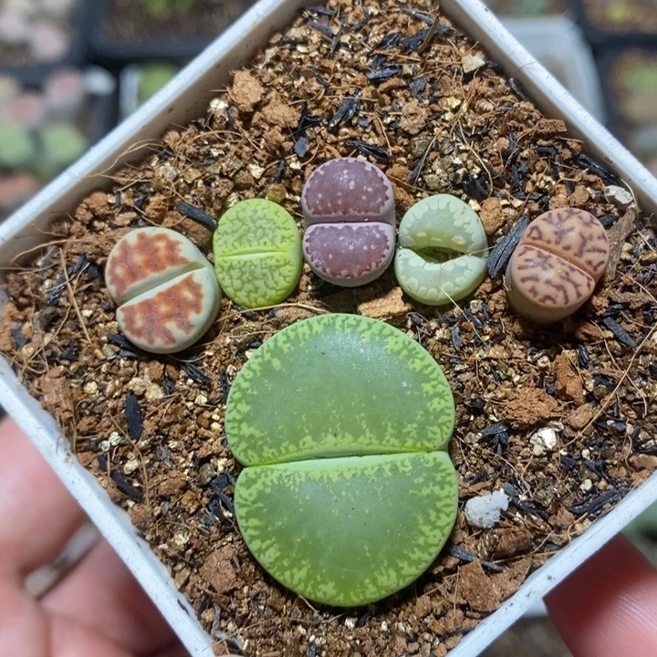 优选大脚丫特价秒