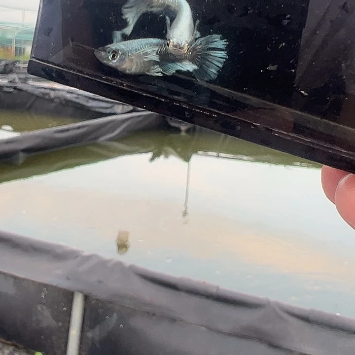 青鳉格拉迪奥2母一组