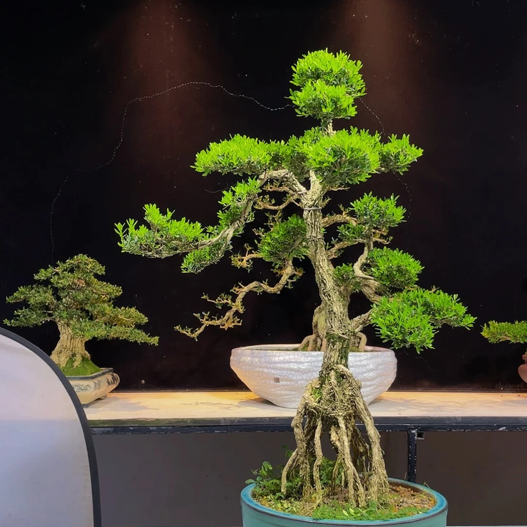 黄杨盆景四季常青