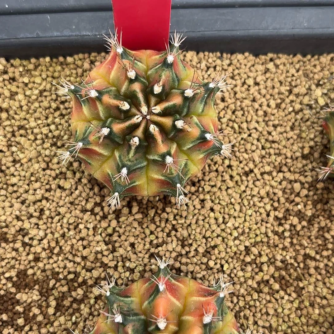 寶***虎218-1023泰国发货多肉