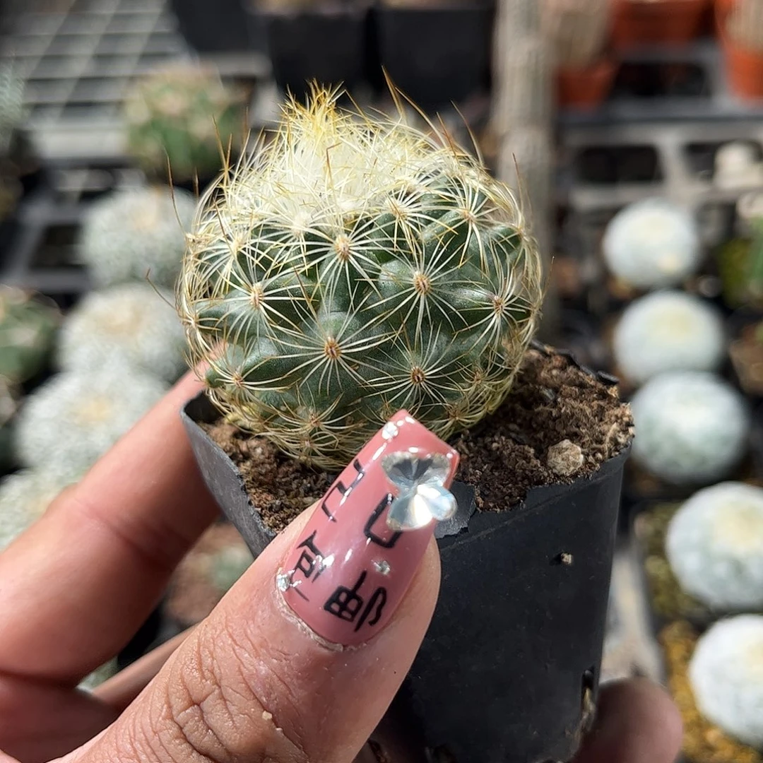 白虎娇丽单头发货单头发