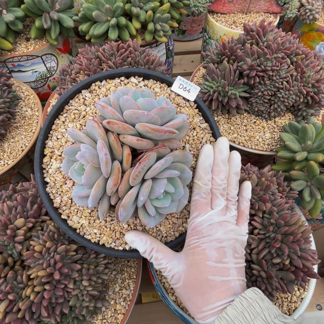 d64奶茶群生默认有掐心