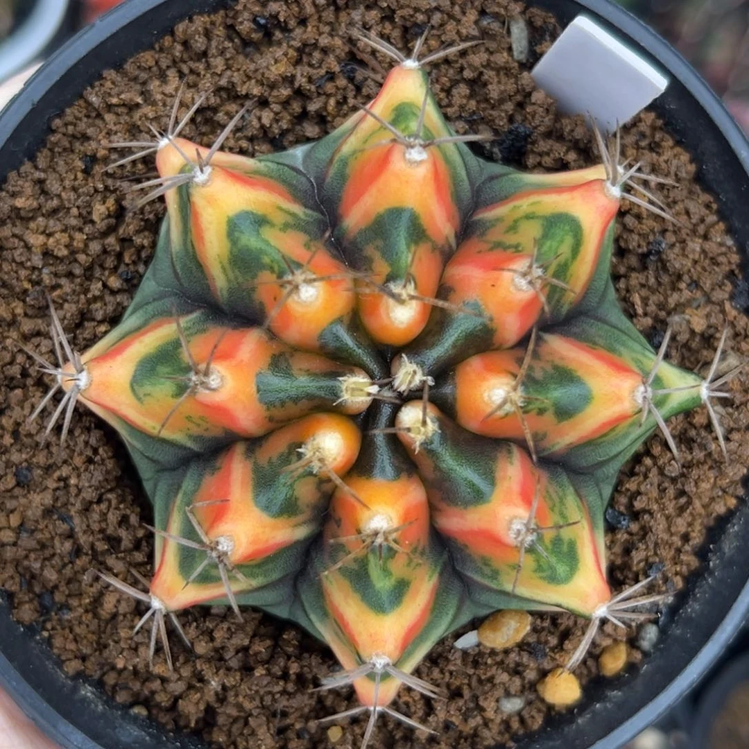 A376 泰系米哈锦 实生 带盆土