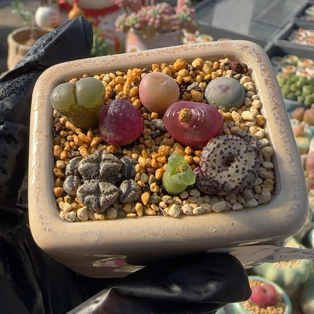 4708--一物一拍 带盆