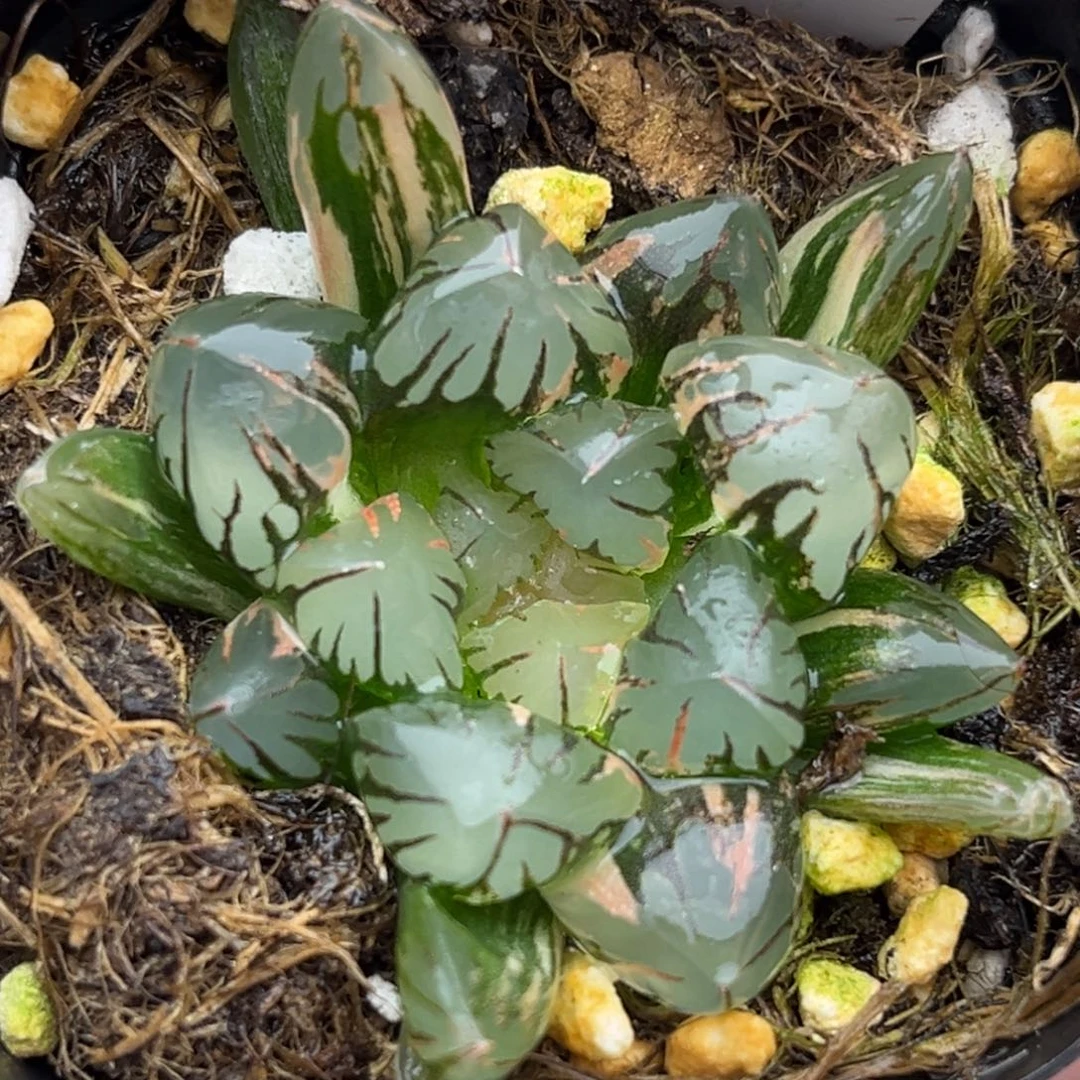 12红太阳玉露锦福利专场