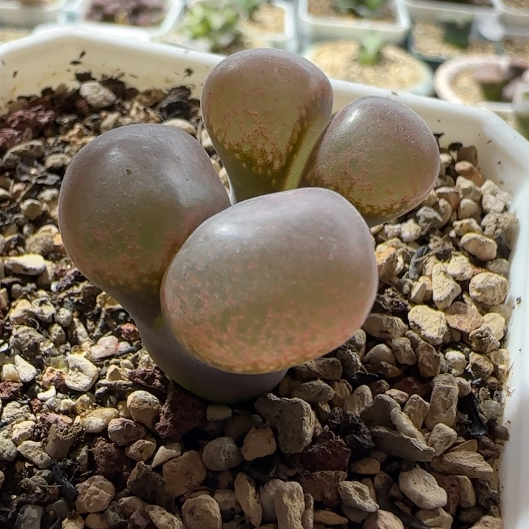 大福利。  风铃玉。  64