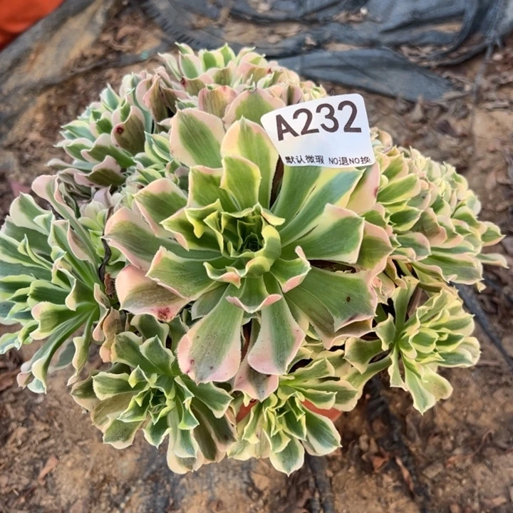 白凤多肉植物232.