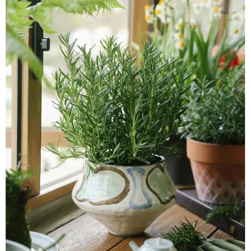 【迷迭香】可食用香草原土发货驱蚊提神绿植盆栽清香净化空气植物