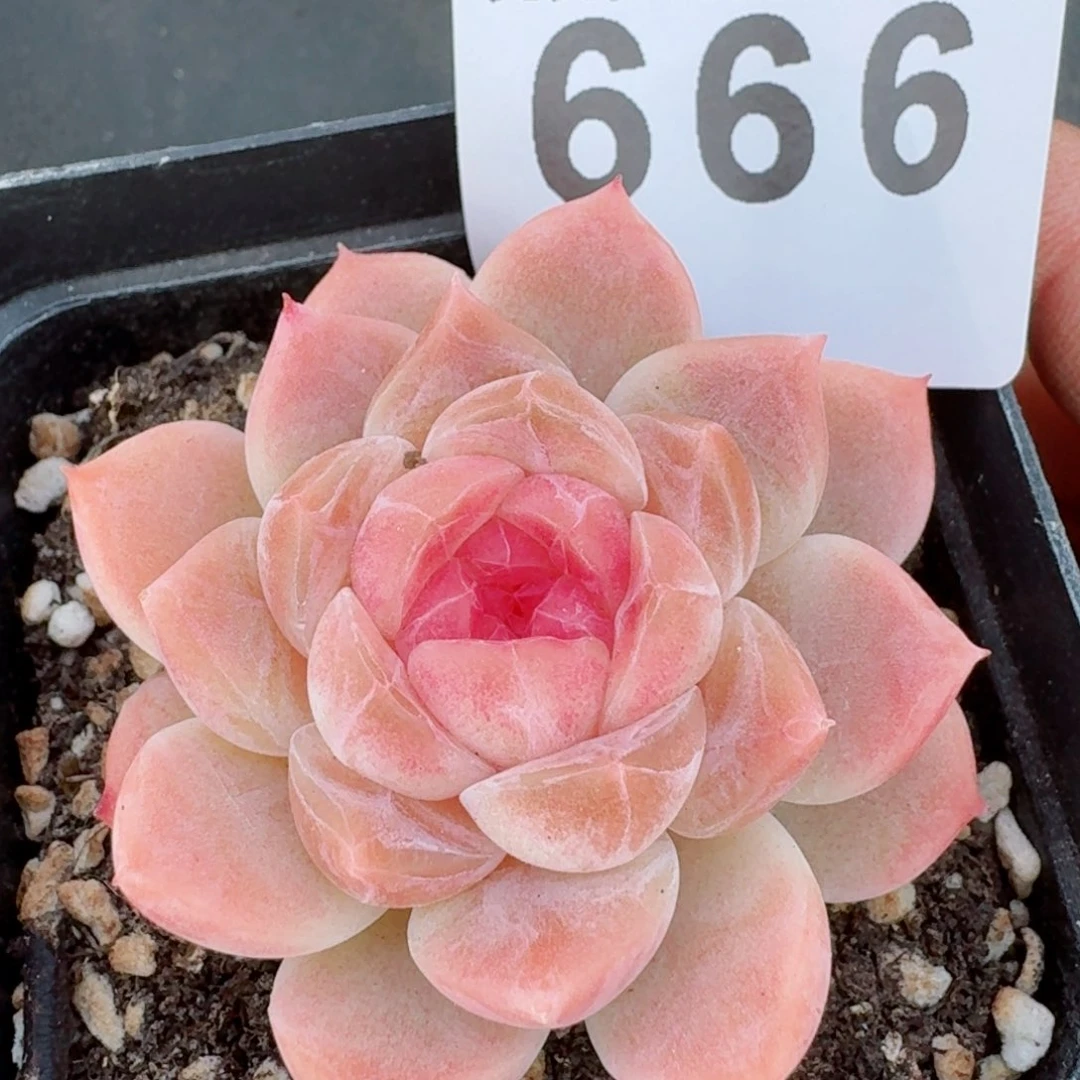 冰魄福利         精品多肉