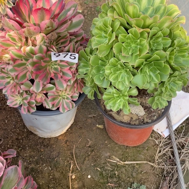 ⊙***笑无花朵975多肉植物组合无售后