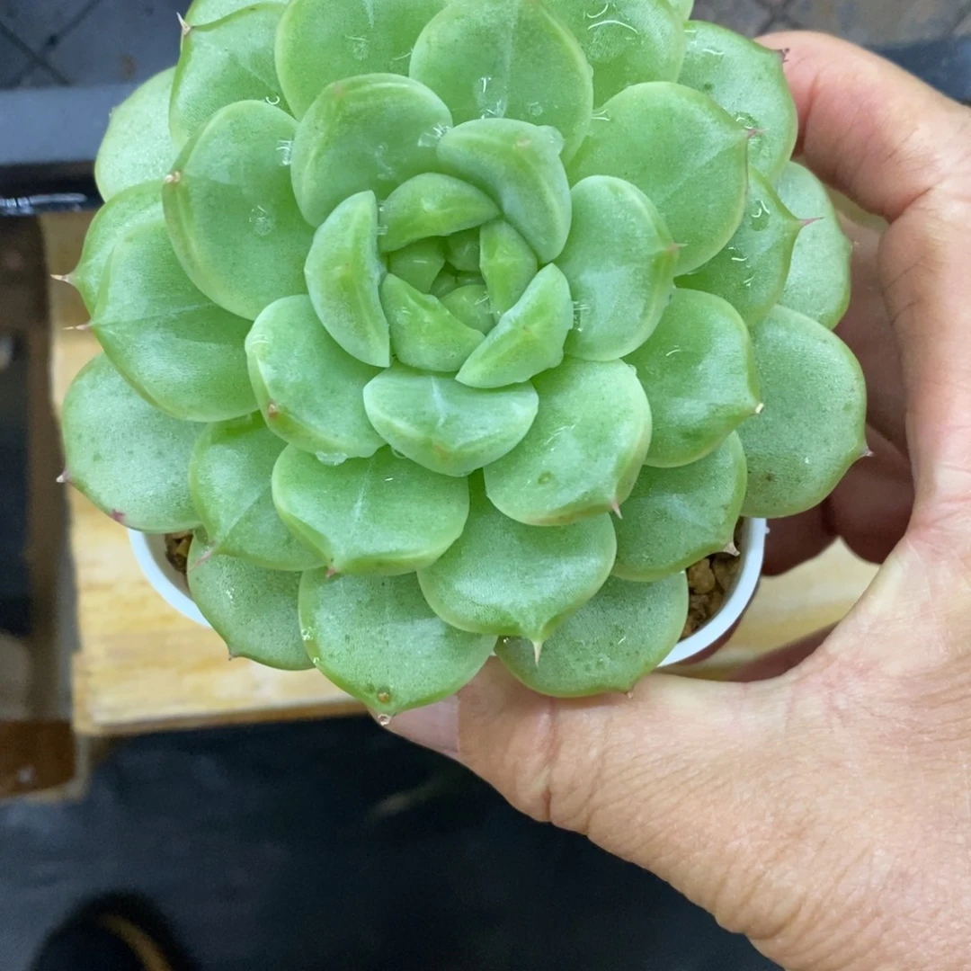 精品多肉一物一拍不包整278