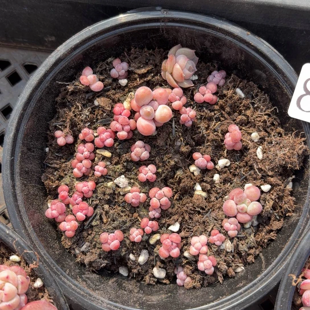 多肉植物多肉植物821