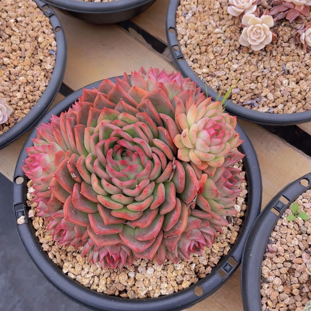 多肉植物的繁殖方式