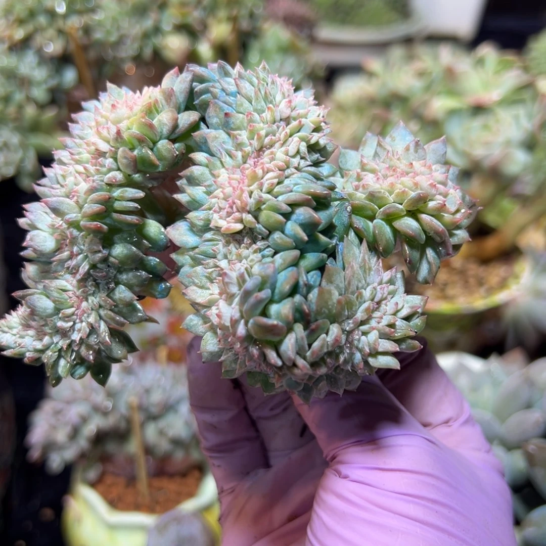 荷花 新年快乐 新年快乐