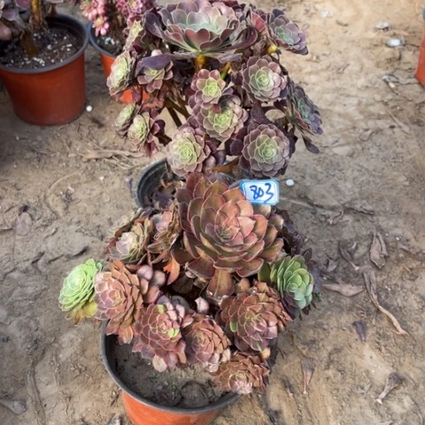 803多肉植物组合，