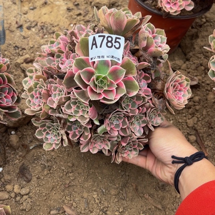 粉女郎多肉植物785.