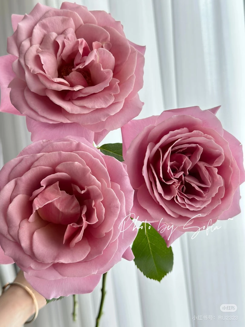 【德芮尔】 简雅 任拍三单顺丰空运包邮鲜切花家居花店插花