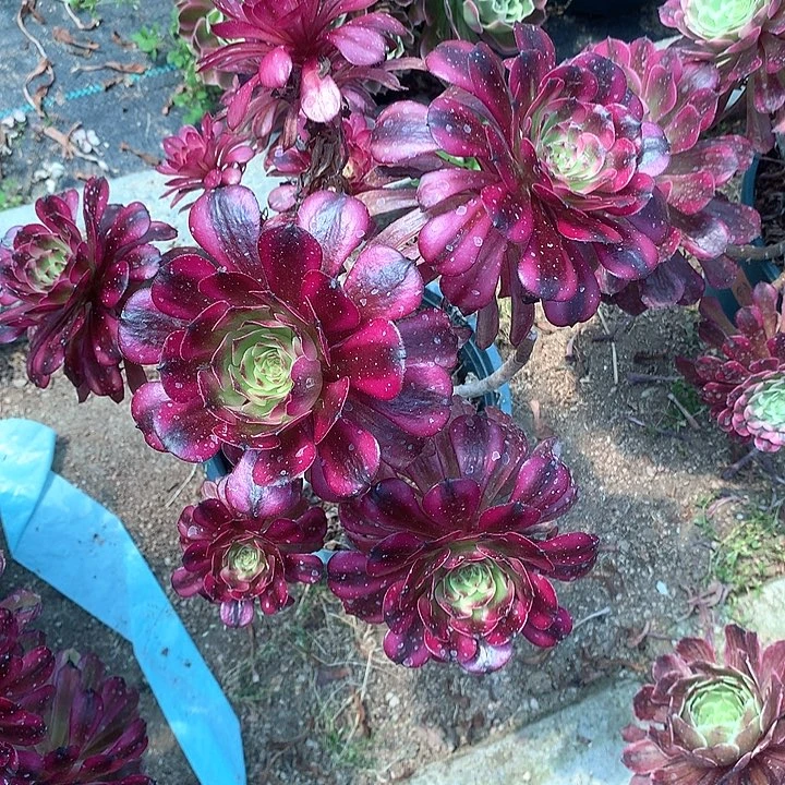 64美肌多肉植物百科