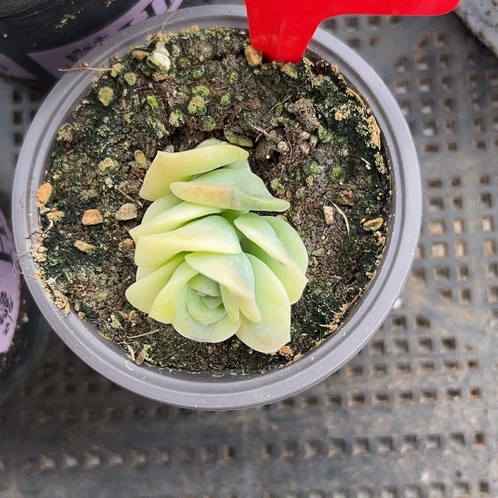 673号可爱玫瑰锦单头