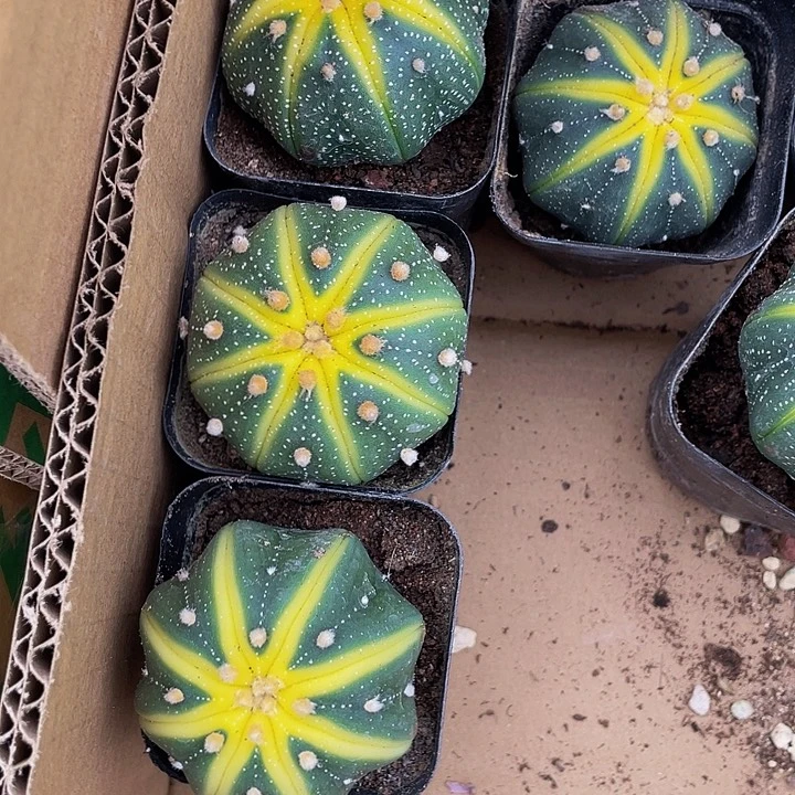 星兜锦带盆土发货