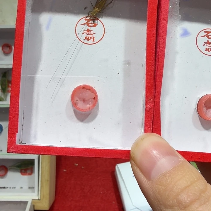 蟋蟀石老师飞机黄蛉两条