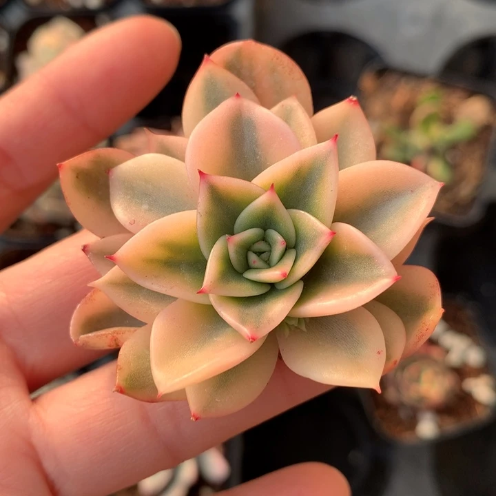 朱比利多肉植物的