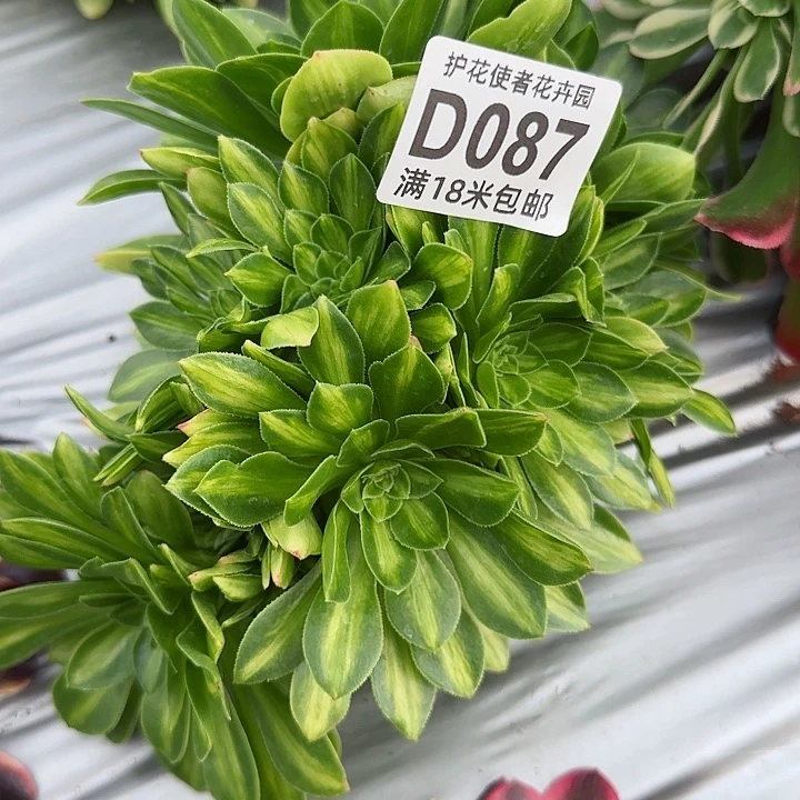 多肉法师琉璃缀化