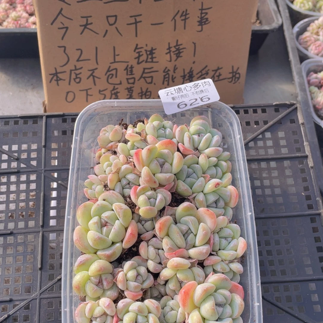云糖心多肉植物626
