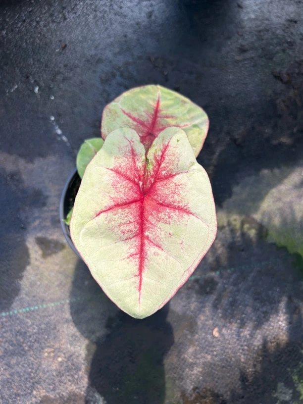 桃心皇后粉糯叶片似水蜜桃少女心爆棚的绿植桌面萌物阳台甜蜜担当